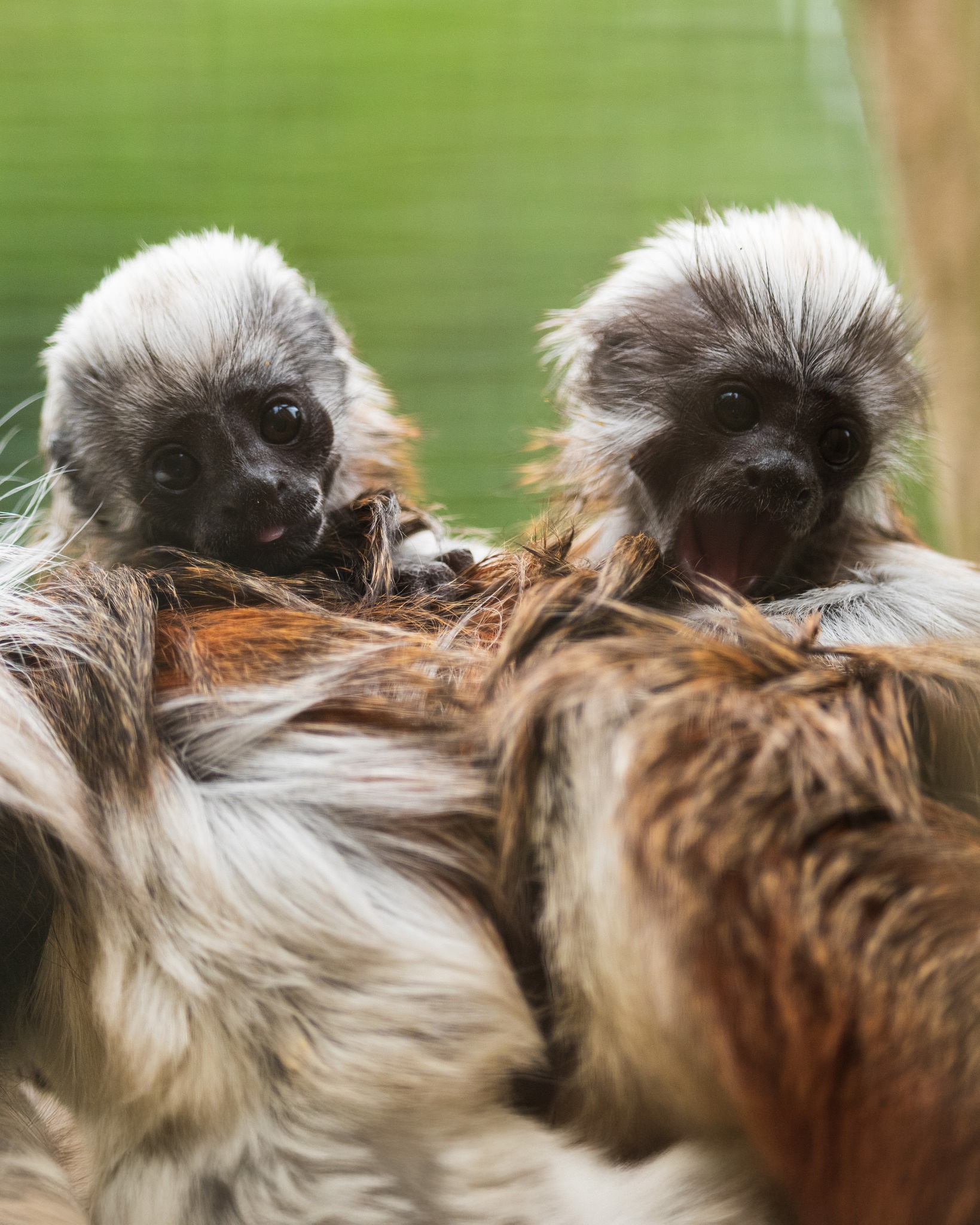 Banham Zoo welcomes two new baby monkeys