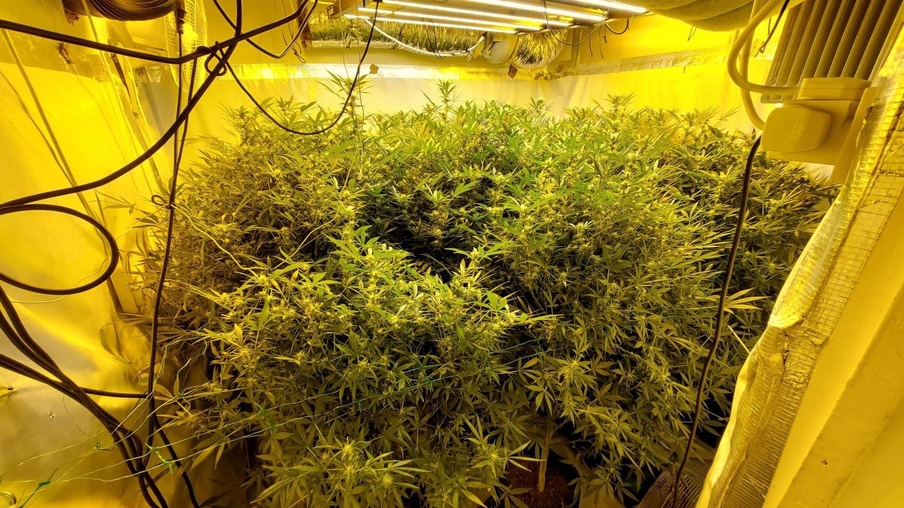 Man charged following cannabis factory discovery - Great Yarmouth
