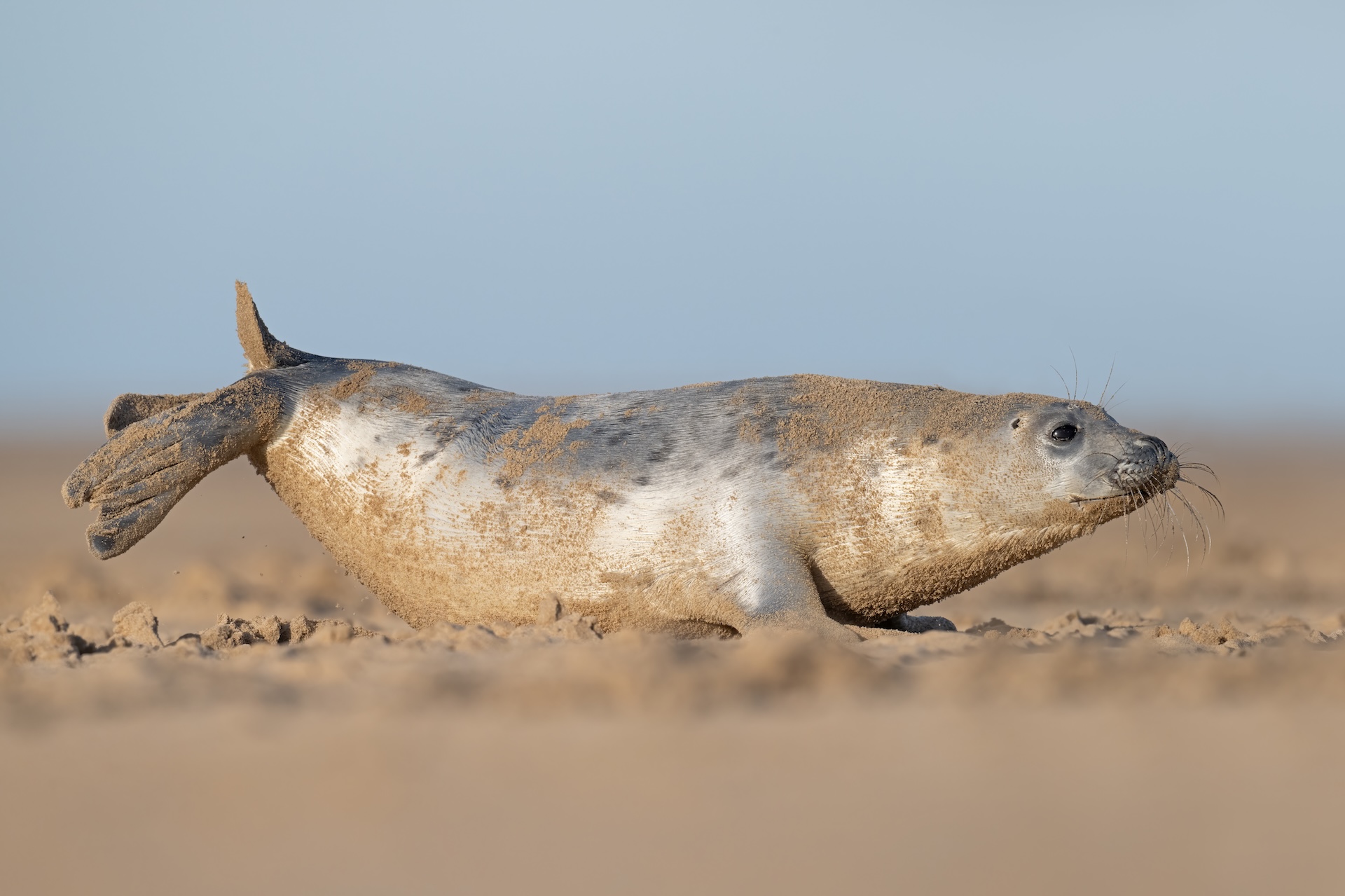 Record number of Grey Seal pups on Suffolk coast