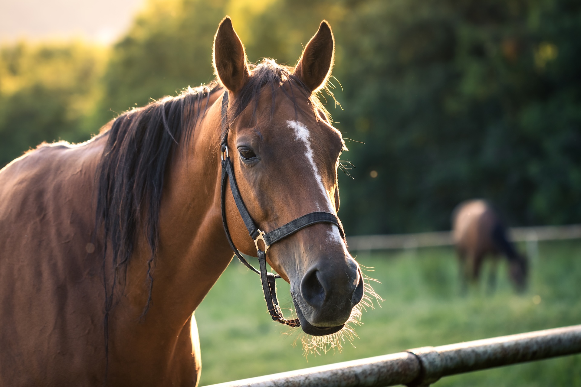 Norfolk riding centre closed following disease outbreak