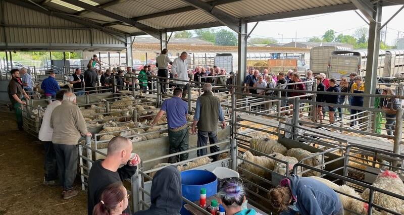 Livestock market in Norwich to move out of city