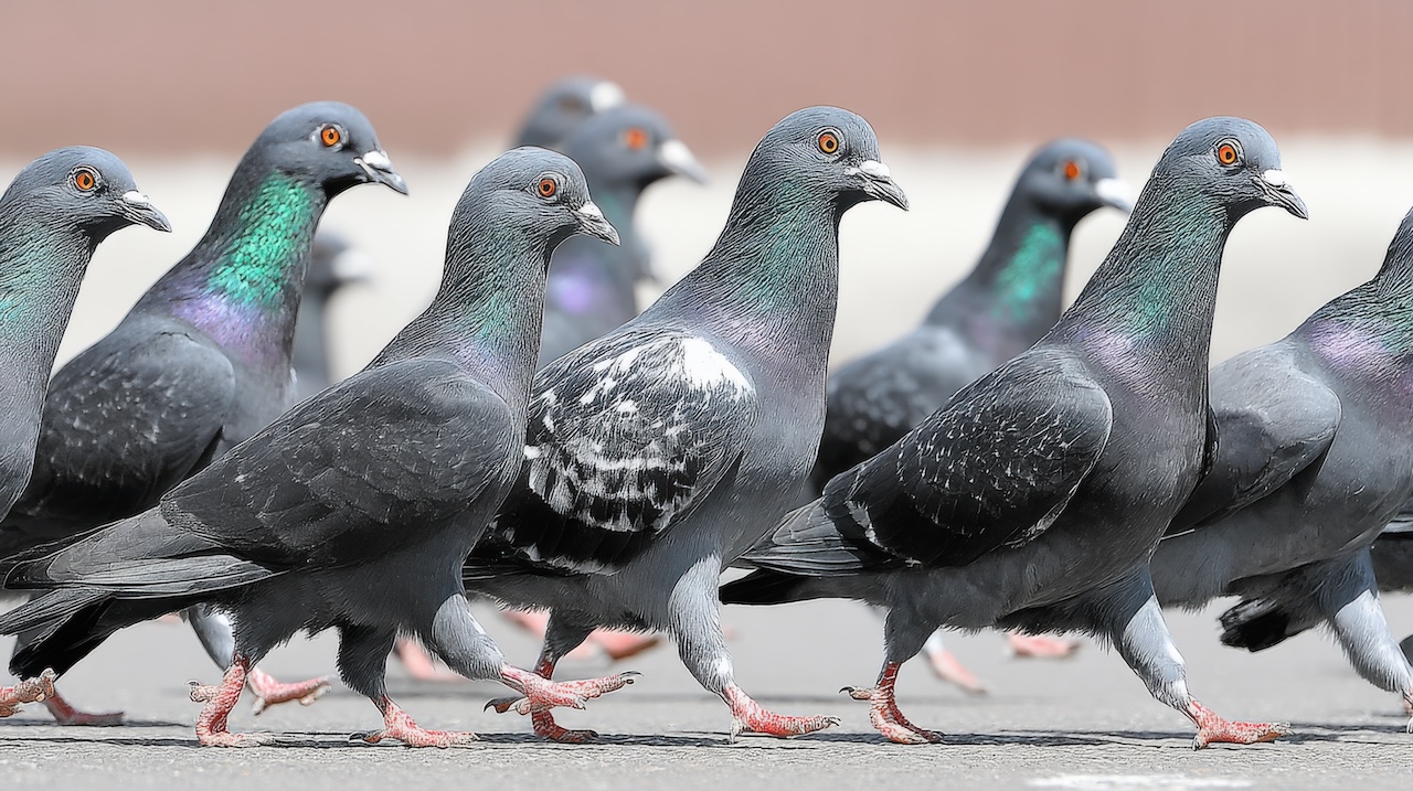 Pigeons at Norwich Market could get contraceptives